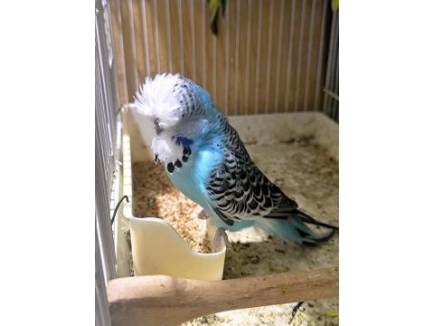 Show jumbo çift muhabbet kuşu