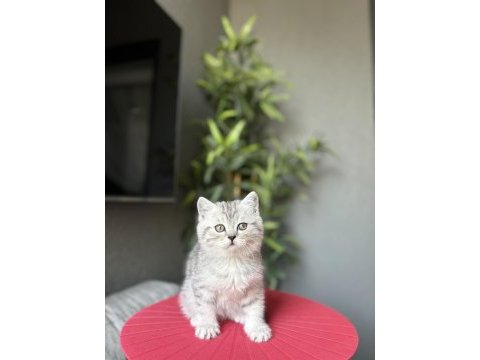 Teslime hazır brıtısh shorthair yavrularım 