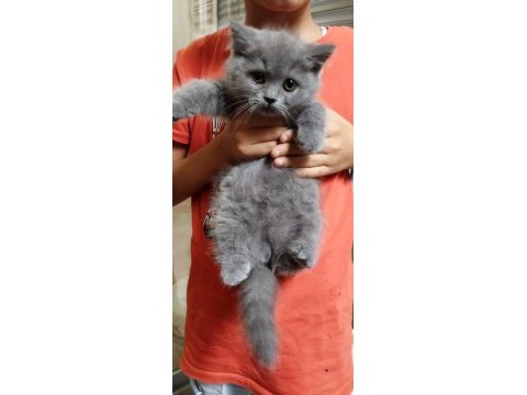 Muhteşem güzellikte british shorthair yavrularımız