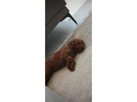 Poodle köpeğimiz