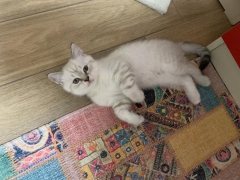 Uygun puanlı british shorthair erkek yavru