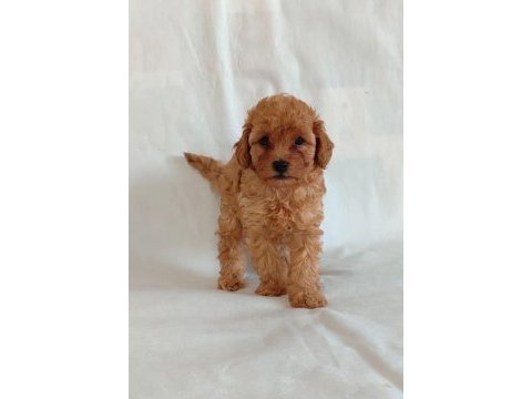 Orjinal toy poodle