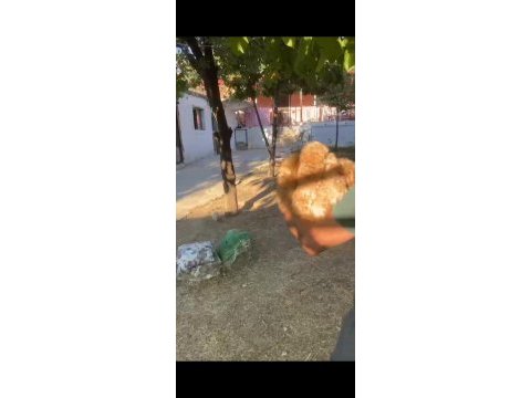 45 günlük erkek dişi maltipoo bebekler