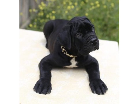 Irk ve sağlık garantili şecere belgeli cane corso