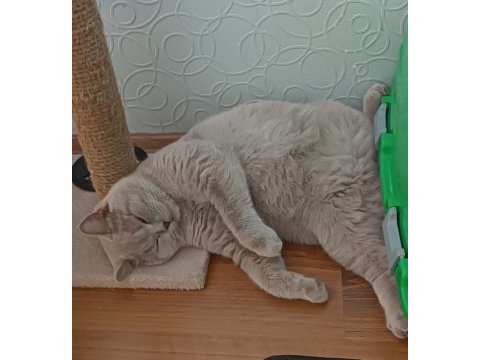 Erkek 9 aylık kedime eş arıyorum