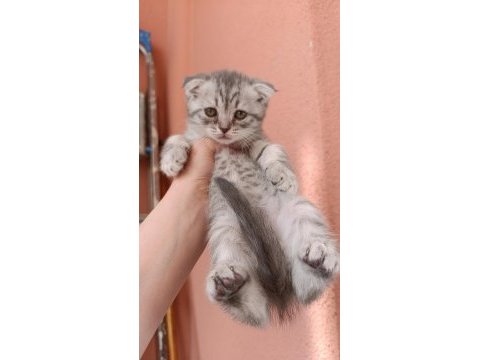 Scottish fold yavrular
