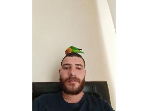 Cennet papağanı eğitimli