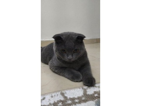 Brıtısh shorthair 8 aylık