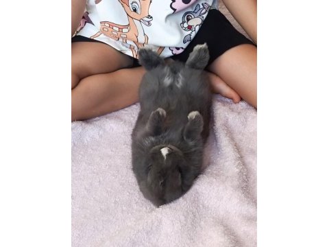 Cüce tavşan 6 aylık