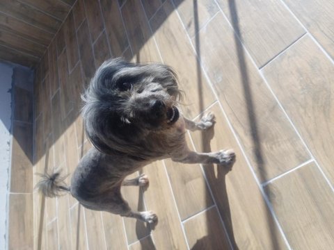 Terrier köpeği