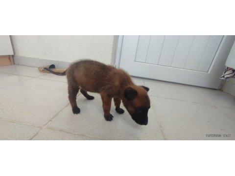 40 günlük dişi erkek malinois