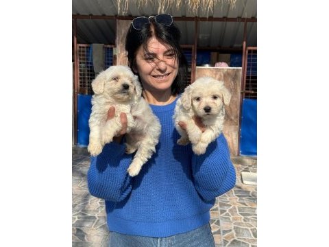 Sevimli maltese terrier yavrularımız