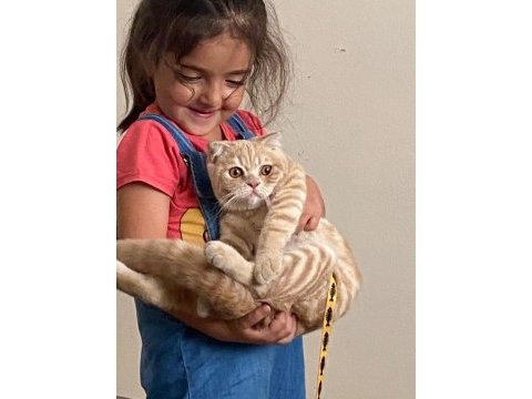 Scottish fold lokum yeni sahibini bekliyor