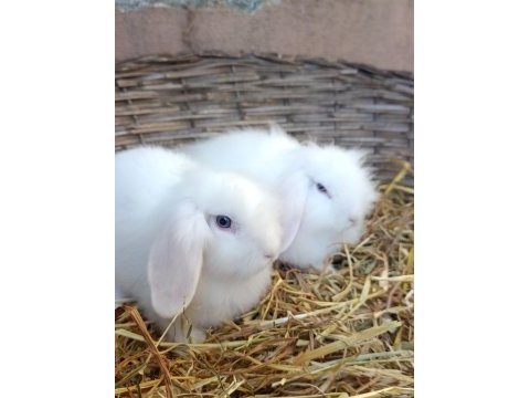 Hollanda teddy lop damızlık takım tavşan