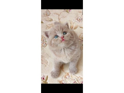 British shorthair kedimiz lokumulinko