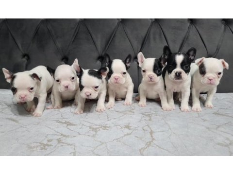 Dünya güzeli a kalite french bulldog yavrular micro boy