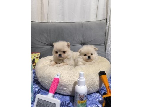 Üst düzey mini pomeranian bebeklerimiz