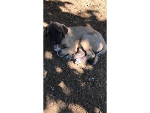 Kangal köpeğimiz sahiplendirilecek