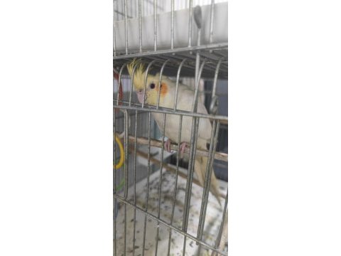Splitli sultan papağanı