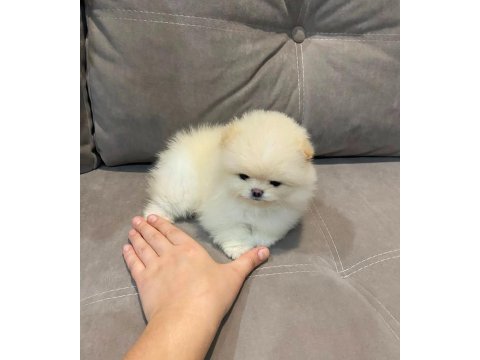 Erkek- dişi kar beyaz pomeranian yavrularımız