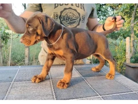 Siyah ve kızıl safkan doberman yavruları