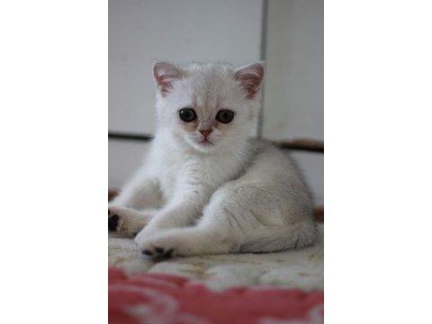 British shorthair golden ve silver yavrularımız