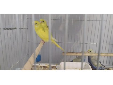 Yetiştirmek ele alıştırmak konuşturmak için muhabbet kuşlar