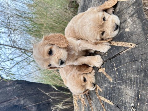 Safkan cocker köpekler