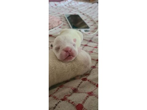 3 haziran doğumlu beyaz mavi göz french bulldog