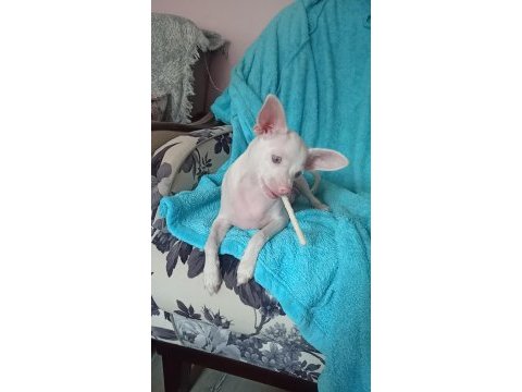 Çok özel chihuahua bebeğimize aile arıyoruz
