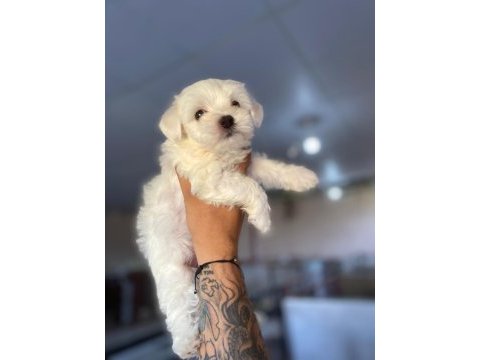 Bembeyaz terrier yavrular
