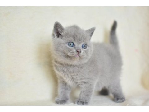 Küt kafa gri british shorthair