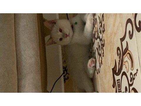 British shorthair 0-4 aylık