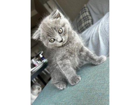 Sağlıklı şeker gibi scottish fold kardeşler