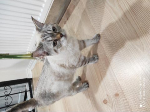 10 aylık dişi british shorthair