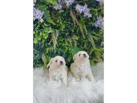 0 numara maltese terrier dişi ve erkek yavrularımız