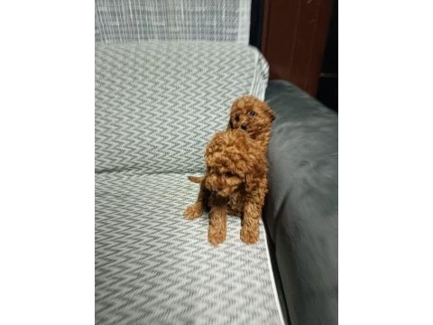 Yavru toy poodle