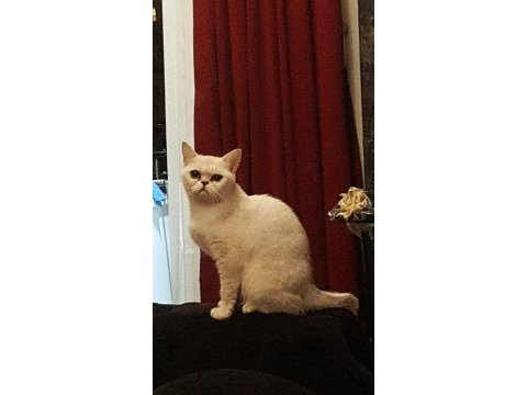 Ns 11 british shorthair kızımıza eş arıyoruz