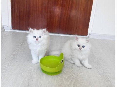 Irk garantili british longhair kedisi