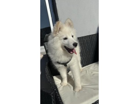 3 aylık erkek yavru saf ırk samoyed