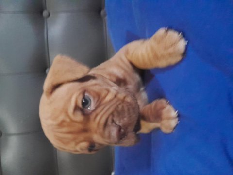 Fransız mastiff dişi ve erkek