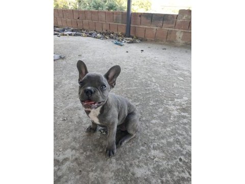 İzmir blue french bulldog yavru dişi erkek