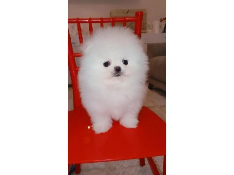 Mükemmel kalitede bir yavru ultra mini boy pomeranian
