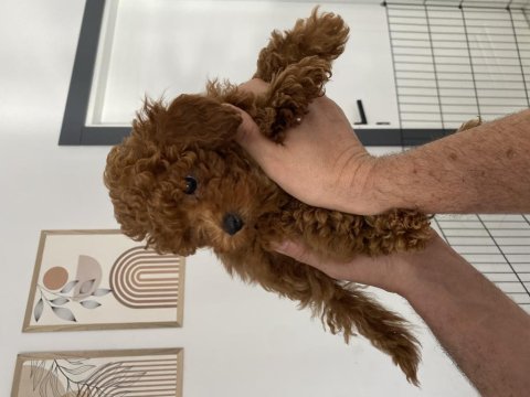 Dişi ve erkek toy poodle yavrularımız 