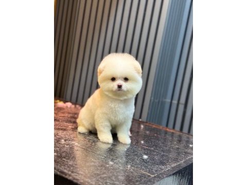 Yavru pomeranian boo köpeklerimiz