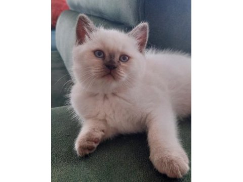 British shorthair bebekler