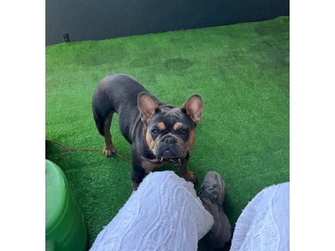A kalite french bulldog