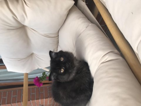 2 erkek bal küpü scottish fold yavrumuza yuva arıyoruz