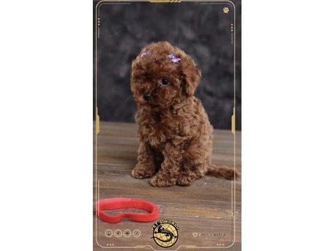 Toy poodle yavrularımız