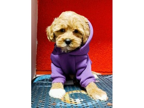 Kıvır kıvır orjınal maltipoo bebekler